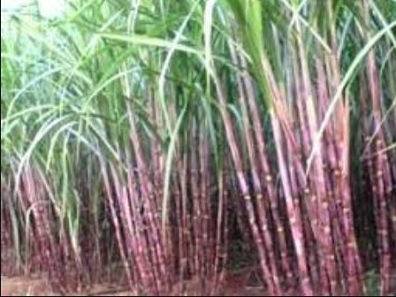 farmers-no-more-interested-in-sugarcane-production